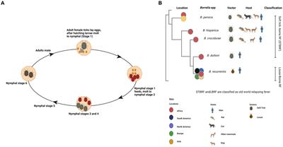 Aetiologies of bacterial tick-borne febrile illnesses in humans in Africa: diagnostic limitations and the need for improvement